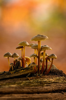 Paddenstoelen op een boomstronk