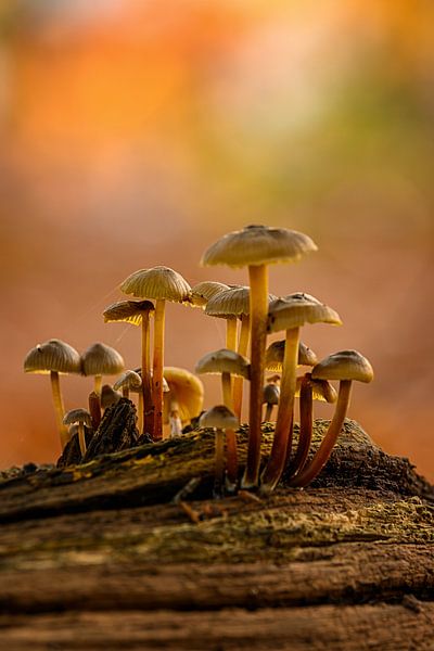 Champignons sur une souche d'arbre par Leon Okkenburg