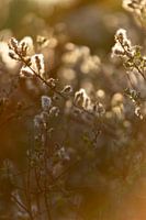 botanisches Foto | Natur und untergehende Sonne