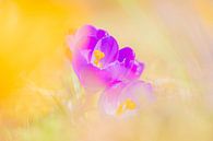 Purple crocus in yellow flowers in spring by Yolanda Wals thumbnail