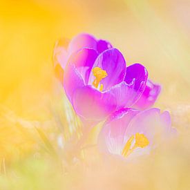 Crocus violet en fleurs jaunes au printemps sur Yolanda Wals
