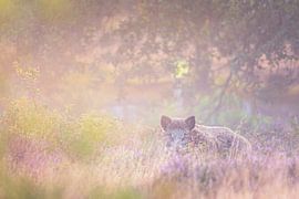 Everzwijn in Paarse Heide