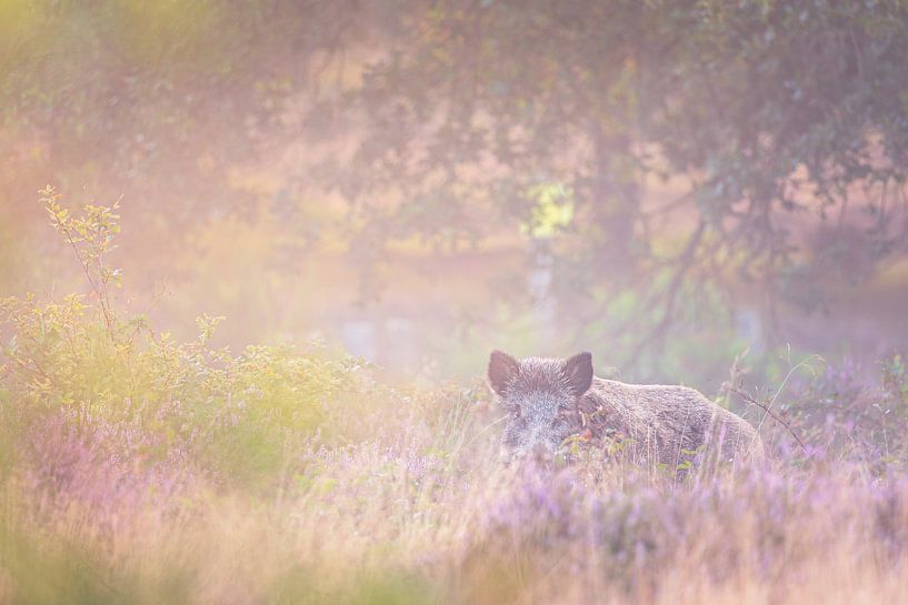 Wild boar in Purple Heath by Rudolfo Dalamicio