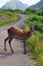 Reh im Glen Etive in Schottland. von Babetts Bildergalerie Miniaturansicht
