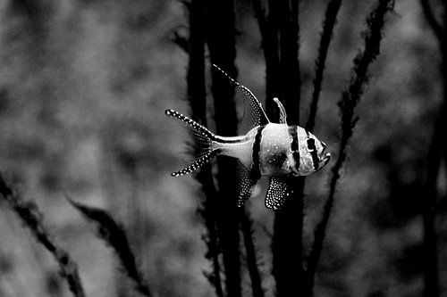 eenzame tropische vis by Dandu  Fotografie