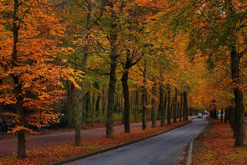 autumn avenue by peterheinspictures