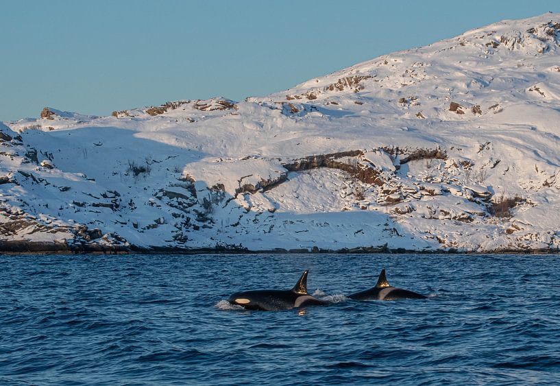 Orca von Merijn Loch