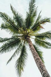 Palm under the sky by Poster Art Shop