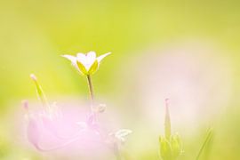 Dromerige zachte ooievaarsbek van SchumacherFotografie
