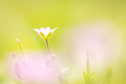 Dromerige zachte ooievaarsbek