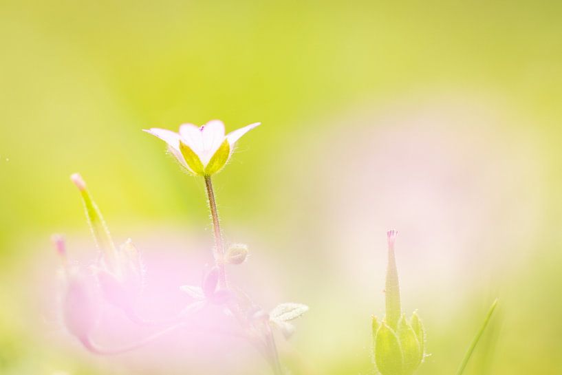 Dreamy soft storkbill by SchumacherFotografie