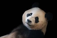 Giant panda