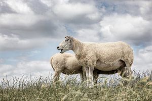 Schapen tegen een typische hollandse wolken lucht. Foto is genomen in Friesland. Wout Kok One2expose