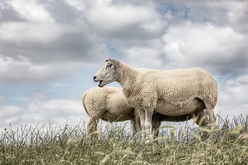Sheep against a typical Dutch cloud sky. Picture is taken in Friesland. Wout Kok One2expose