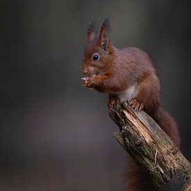 Squirrel by Freddy Van den Buijs