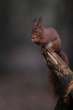 Eichhörnchen von Freddy Van den Buijs