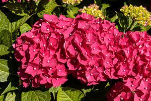 Rote Hortensie in Blüte