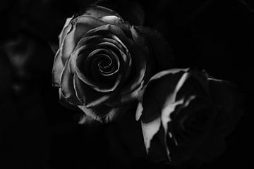Fine art roses sur Marije Jellema