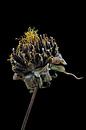 Upcycled Beauty - cosmea - Cosmos bipinnatus - van Christophe Fruyt thumbnail