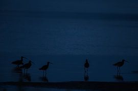 Uferschnepfe von Leon Kuijer