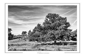 Parc national de Veluwezoom sur Richard Wareham