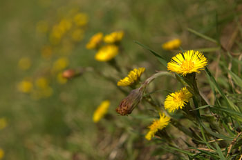 Eerste Lentebloemen