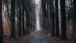 Waldweg im Herbst von Bart Ceuppens