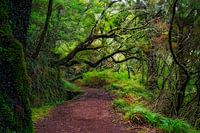 A Forest