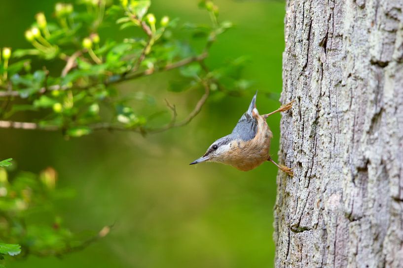 Kleiber (Sitta eruopaea) von Dirk Rüter