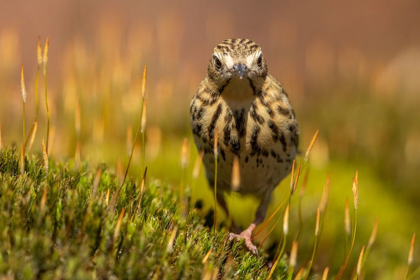 Boompieper von Ben Bokeh