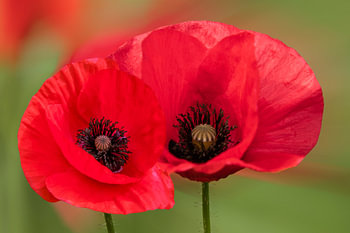 Poppy