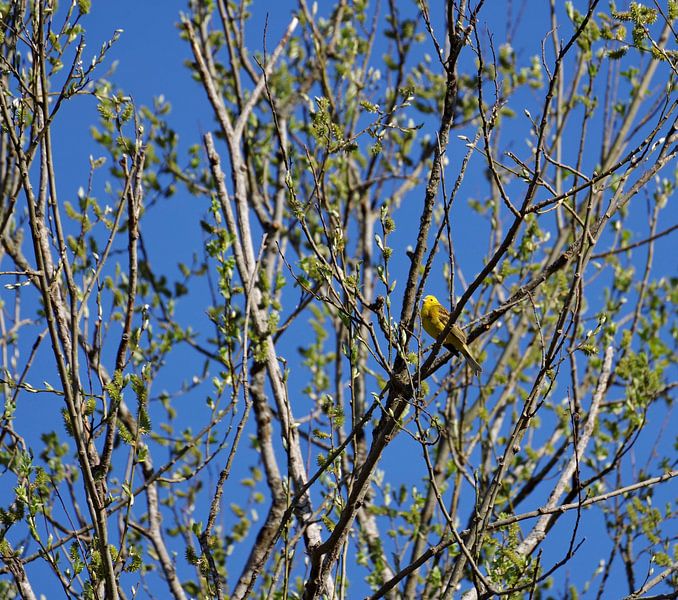 Greenfinch by Daniel Dorst