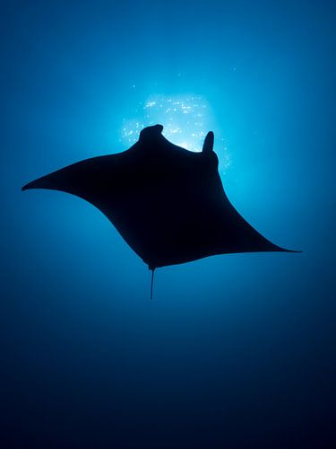 Silhouet of a manta ray in the maldives