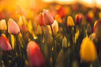 Tulpen in het zonlicht