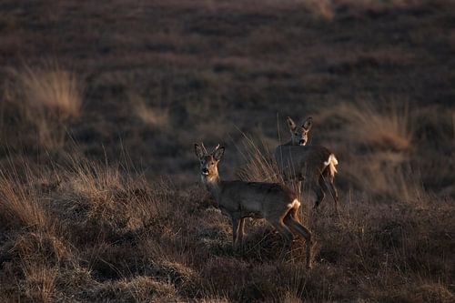 Roedeer