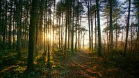 Zon op het bos pad