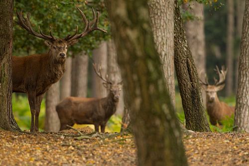 Bronstige Edelherten in boslandschap
