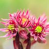 Roze bloemen van de Berghuislook plant van Dennis van de Water