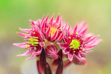 Roze bloemen van de Berghuislook plant von Dennis van de Water