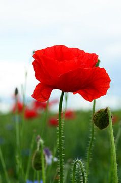 Klaproos. von Ine Tops