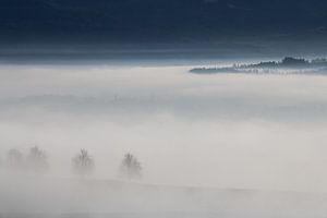 Bomen in de mist van Lars Korzelius