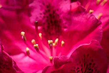 Rhododendron close-up by Hans Tijssen