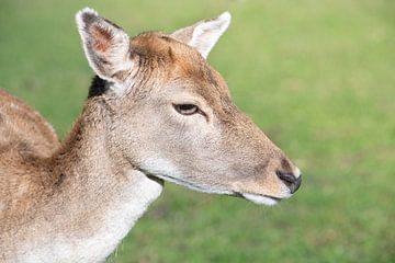 Head of a deer in the open by Ulrike Leone