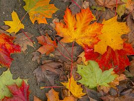 Herbstlaub von Roger Trelou