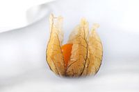 Süße Früchtchen - Physalis