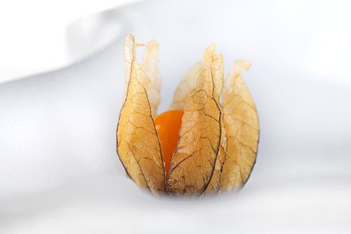 Zoete kleine vruchten - Physalis
