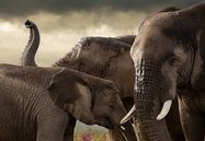 Elephant meeting  by Marcel van Balken thumbnail