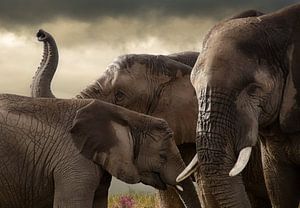 Trois éléphants sur Marcel van Balken