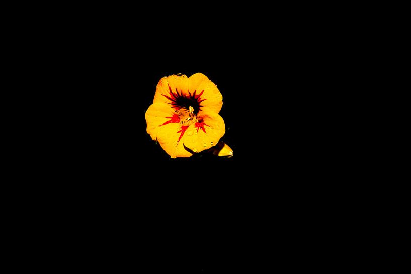 Bloem aan de muur par Jose Luis  Ocampo