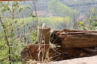 Boomstronk met prachtige Italiaans berglandschap.